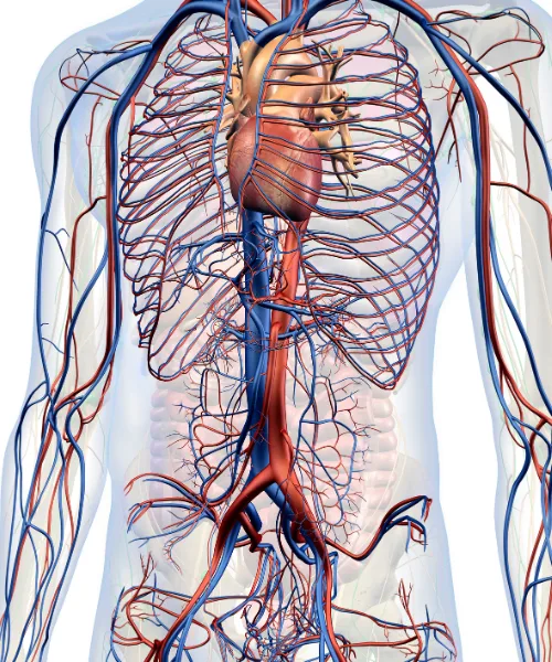 ¿Qué médico trata insuficiencia cardíaca?